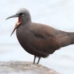 image of bird