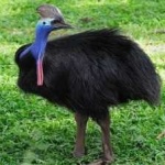image of bird