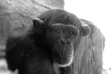 image of chimpanzee