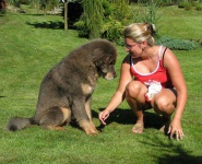 image of tibetan_mastiff #26