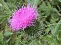 image of spear_thistle #35