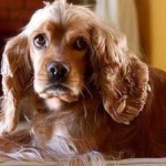 image of animal