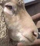 image of animal