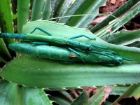 image of walking_stick