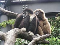 image of gibbon