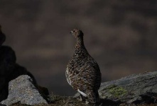 image of ptarmigan