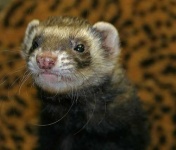 image of black_footed_ferret