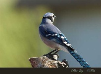 image of jay