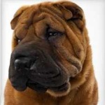 image of animal