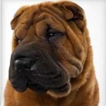 image of shar_pei #29