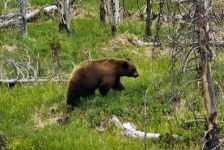 image of brown_bear