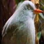 image of bird