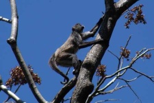 image of spider_monkey #11