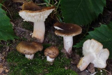 image of mushrooms