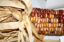 image of corn