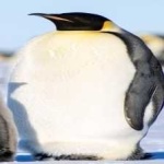 image of bird