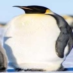 image of emperor_penguin #28