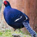 image of bird