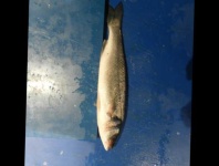 image of fish
