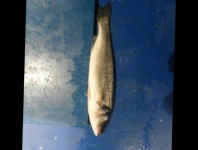 image of sea_bass #16