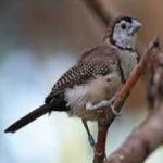image of bird