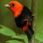 image of bird