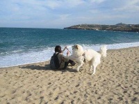 image of great_pyrenees