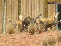 image of african_hunting_dog