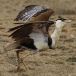 image of bird
