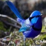 image of bird
