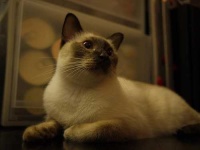 image of siamese #34