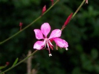 image of flower