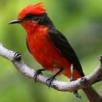 image of bird