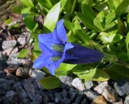 image of flower