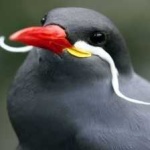 image of bird