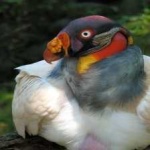 image of bird