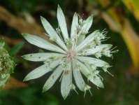 image of flower