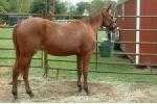 image of sorrel