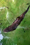 image of otter