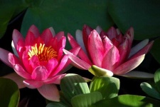 image of flower