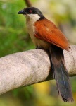 image of coucal #3