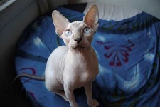 image of animal