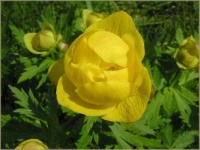 image of flower
