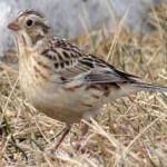 image of smiths_longspur #15