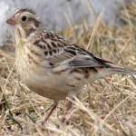 image of bird