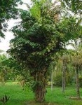 image of palm_tree