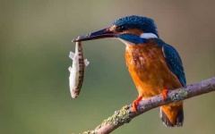 image of kingfisher