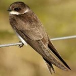 image of bird