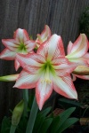 image of flower