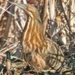 image of bird